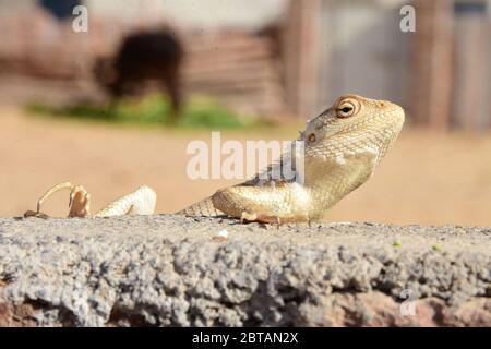 Un caméléon assis sur le mur attendant de manger Banque D'Images