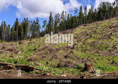 Exploitation forestière des pins dans les montagnes carpathes de Roumanie. Les souches et les grumes montrent que la surexploitation entraîne un danger de déforestation Banque D'Images