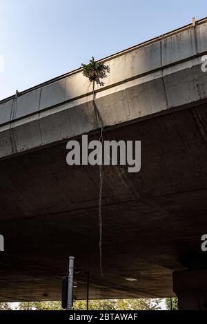 Arbre Banyan chinois en pleine croissance sur le pont-mouche Banque D'Images