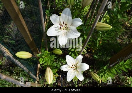 L'eyeliner Lilium Banque D'Images