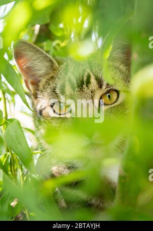 Le visage de chat tabby est partiellement masqué en regardant l'appareil photo tout en se cachant dans un Bush avec le feuillage en arrière-plan et au premier plan. Format vertical / portrait. Banque D'Images