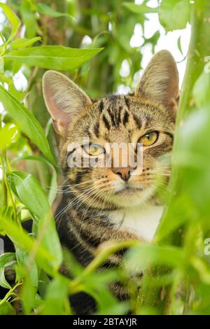 Tabby chat regardant l'appareil photo tout en se cachant dans un Bush avec le feuillage hors foyer en arrière-plan et en premier plan. Format vertical / portrait. Beaucoup Hadham, Royaume-Uni Banque D'Images