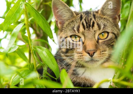 Tabby chat regardant l'appareil photo tout en se cachant dans un Bush avec le feuillage hors foyer en arrière-plan et en premier plan. Beaucoup Hadham, Royaume-Uni Banque D'Images