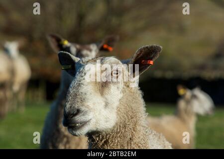 Les moutons de Leicester à face bleue se reproduisent dans un champ de Yorkshire Dales, Royaume-Uni Banque D'Images