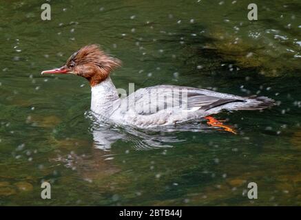 Femme Goosander (Mergus Merganser) nageant dans la rivière Almond, West Lothian, Écosse. Banque D'Images