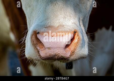 rose, un peu sale, bouche d'une vache avec deux mouches et un peu d'herbe Banque D'Images