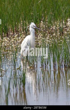 Chasse de Little Egret dans les marais du nord du Kent, Royaume-Uni.