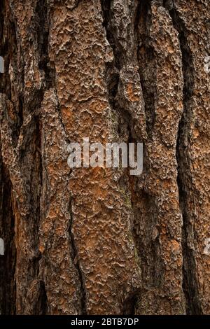 Texture de fond de l'écorce de l'arbre. Vieux bois écorce sèche de l'arbre. Banque D'Images