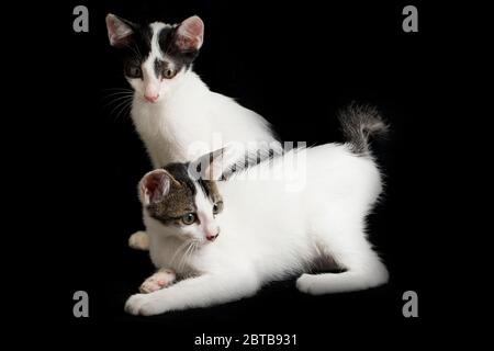 Deux beaux chatons blancs domestiques jumeaux isolés sur un fond noir Banque D'Images