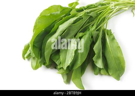 Bouquet de feuilles de sorrel juteux fraîches isolées sur fond blanc Banque D'Images