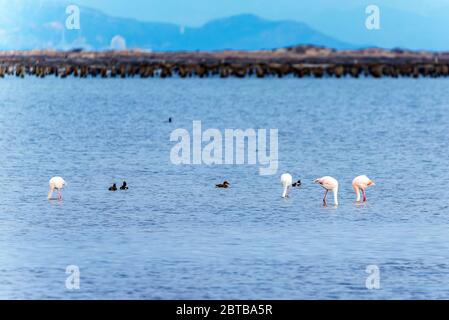 Magnifique séjour en groupe au Flamingo, en face d'une ferme d'huîtres au Delta del Ebro, Catalogne, Espagne Banque D'Images