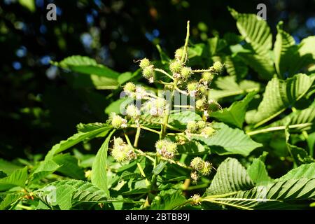 Châtaignier, conker, Gewöhnliche Rosskastanie, Gemeine Rosskastanie, Marronnier commun, Aesculus hippocastanum, vadgesztenye, Hongrie, Europe Banque D'Images