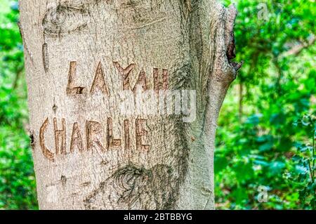 Les noms Layah et Charlie sculptés sur un tronc de hêtre dans un bois de Norfolk. Banque D'Images