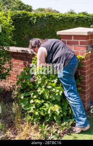 Femme élaguer une vigne qui pousse contre un mur de jardin. Banque D'Images