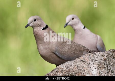 Gros plan de deux colombes à col eurasien ou de colombes à col annulaire (Streptopelia decaocto) sur une roche de nature verte Banque D'Images