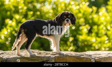 Un cavalier pour chien, le roi Charles, portrait d'un chiot mignon sur un mur Banque D'Images