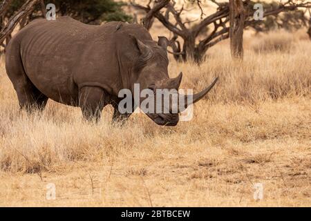 La femelle de rhinocéros blancs du sud (Ceratotherium simum simum) dans la savane de Lewa Wildlife Conservancy, Kenya Banque D'Images