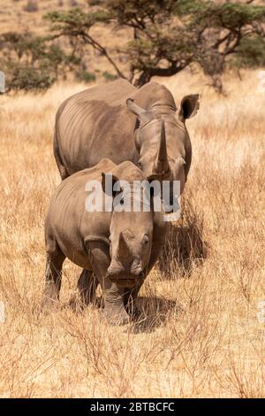 Le rhinocéros blanc du sud (Ceratotherium simum simum) est un jeune de la savane de Lewa Wildlife Conservancy, au Kenya Banque D'Images
