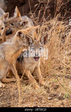 Des petits de Jackal (Canis mesomelas) à dos noir jouant devant leur coin de vie à Lewa Wildlife Conservancy, Kenya Banque D'Images