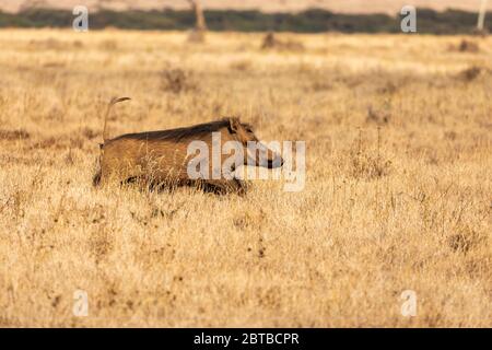 Warthog (Phacochoerus africanus) traversant la savane de la réserve naturelle de Lewa, au Kenya Banque D'Images