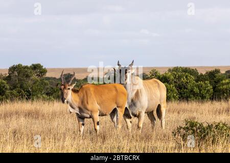 Eland commun (Tragelaphus oryx) mâle et femelle sur la savane à OL Pejeta Conservancy, Kenya Banque D'Images