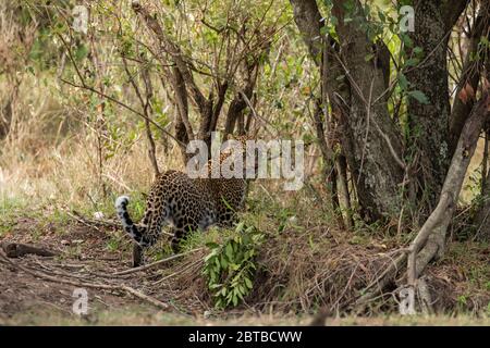 Leopard (Panthera pardus) femelle dans les bois d'acacia dans la réserve de jeu de Masai Mara, Kenya Banque D'Images