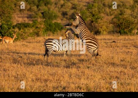 Les mâles de Common Zebra (Equus quagga) se battent sur la savane à Mara North Conservancy, Kenya Banque D'Images