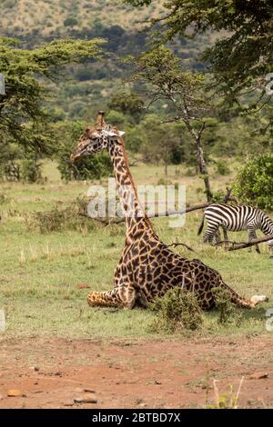 Masai Giraffe (Giraffa camelopardalis tippelskirchi) homme qui se repose sur la savane de Mara North Conservancy, Kenya Banque D'Images