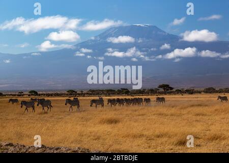 Troupeau de zèbre commun (Equus quagga) sur la savane avec le mont Kilimanjaro (19340 pieds) en arrière-plan dans le parc national d'Amboseli, Kenya Banque D'Images