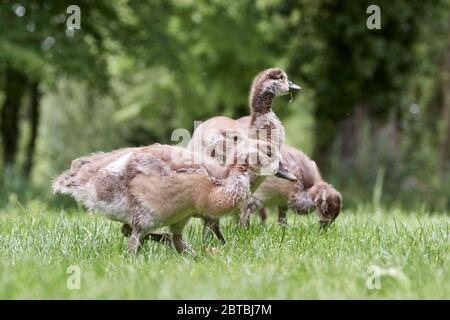 De mignons oisons de l'oie égyptienne ou de l'oie du Nil (Alopochen aegyptiaca) qui bissent dans la prairie de Rastatt, en Allemagne Banque D'Images