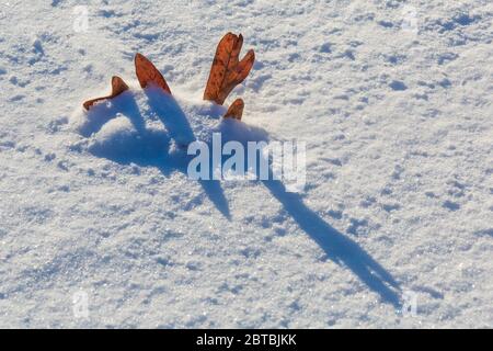 Chêne blanc, Quercus alba, feuille tombée prise dans la neige tombée et jetant de longues ombres bleues le matin dans le centre du Michigan, États-Unis Banque D'Images