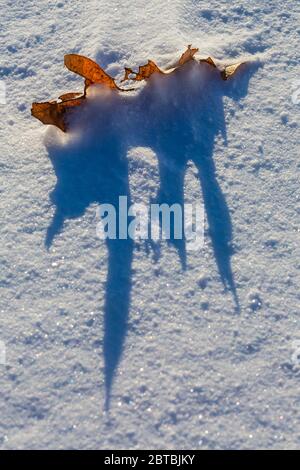 Chêne blanc, Quercus alba, feuille tombée prise dans la neige tombée et jetant de longues ombres bleues le matin dans le centre du Michigan, États-Unis Banque D'Images