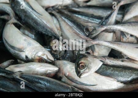 Poissons frais dans le port au village de pêcheurs de Sai Noi près de la ville de Pranburi sur le Golf de Thaïlande au sud de la ville de Hua Hin en Thaïlande. Banque D'Images