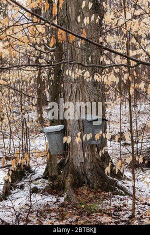 Collecte de sucre érable, Acer saccharum, sap dans des seaux galvanisés traditionnels sur un bois appartenant à amish, où le hêtre américain, Fagus grandifolia, arbre Banque D'Images