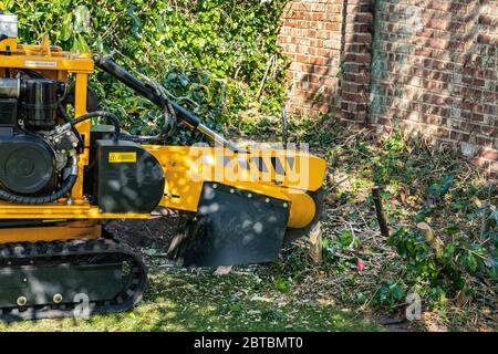 Arbre abattu ayant sa souche à l'aide d'une machine à meuler la souche de l'arbre Banque D'Images