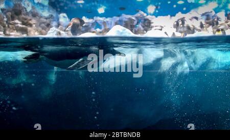 Photo sous-marine de pingouins nageant dans l'eau froide de mer au grand iceberg Banque D'Images