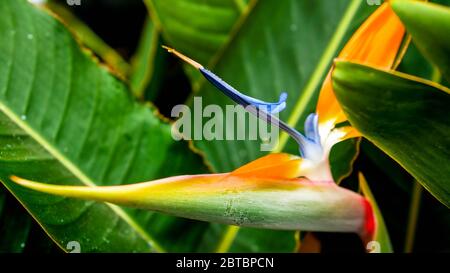 Gros plan image de fleurs exotiques d'oiseaux de paradis tropical qui poussent dans la forêt de jungle Banque D'Images