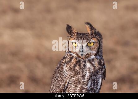 Grand hibou captif, Bubo virginianus, de l'organisation « Last chance Forever - The Bird of Prey Conservancy » du Texas central. Banque D'Images