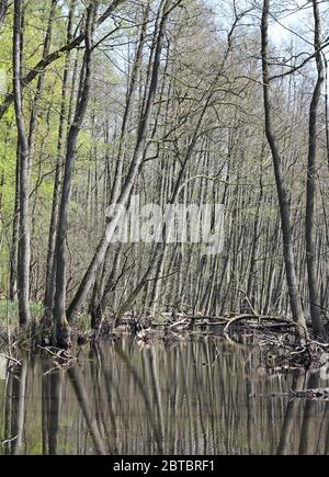 la forêt d'aulnes et le reflet des arbres à la Briese dans l'état de Brandebourg en Allemagne Banque D'Images