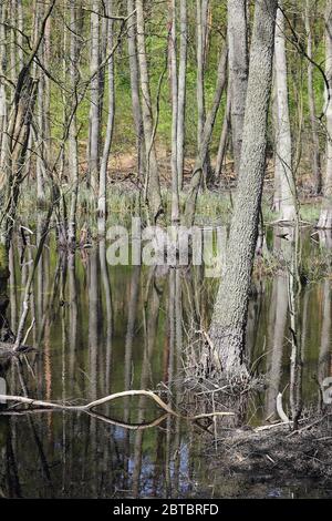 Arbres dans la forêt d'aulnes et le reflet des troncs. Le Briese est un petit affluent de la Havel au nord de Berlin en Allemagne Banque D'Images