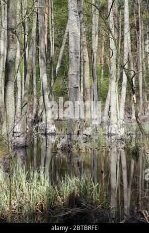 Marais d'aulne dans la vallée de la Briese au nord de Berlin, la capitale allemande, au printemps Banque D'Images