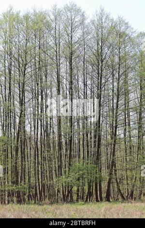 Alder grove sur un pré humide dans le nord de Berlin, la capitale allemande Banque D'Images