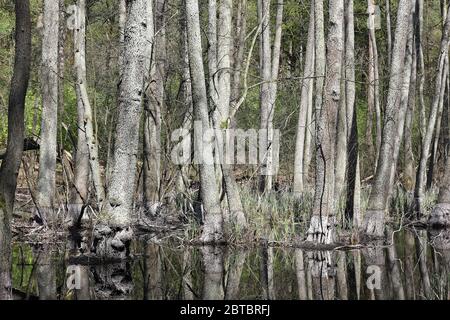 Arbres dans le marais d'aulne au cours d'eau de Briese dans l'État de Brandebourg en Allemagne. Le Briese est un petit affluent de la Havel au nord de Berlin. Banque D'Images