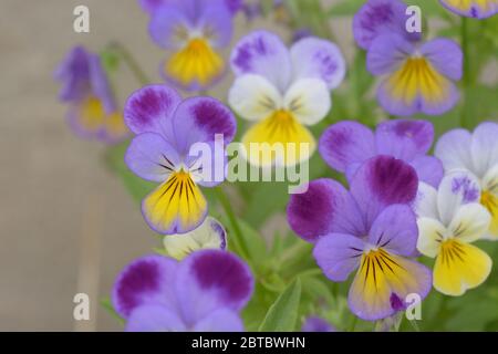 Fleur de Pansy colorée de couleur pourpre courante Banque D'Images