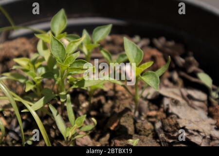 Gros plan d'un pot dans lequel plusieurs plantes de Chili sont plantées qui ont de jeunes feuilles et pousses de la saison Banque D'Images