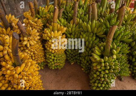 Bananes fraîches après récolte au Costa Rica Banque D'Images