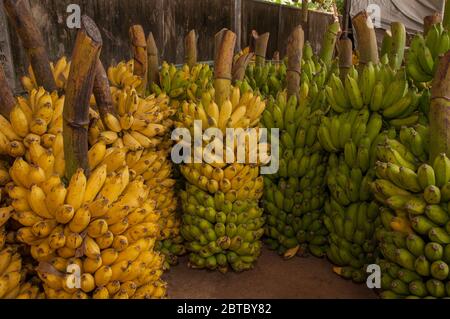 Bananes fraîches après récolte au Costa Rica Banque D'Images