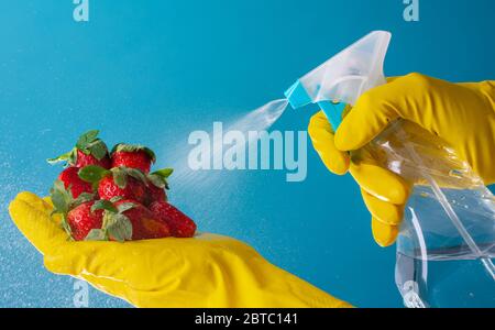 Mains gantées désinfectant les fraises avec un spray de dilution à l'eau Banque D'Images