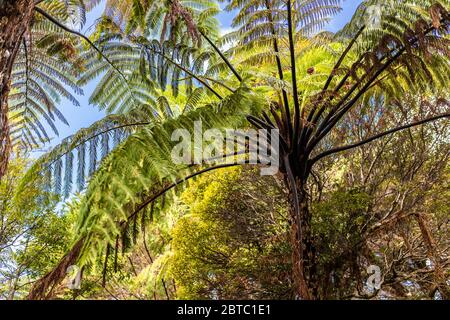 Dessous d'une fougère d'arbre noir, Nouvelle-Zélande Banque D'Images
