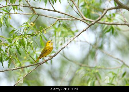 La Paruline jaune, Dendroica petéchia, perche dans le sous-pinceau dans une zone marécageuse tout en chantant. Banque D'Images